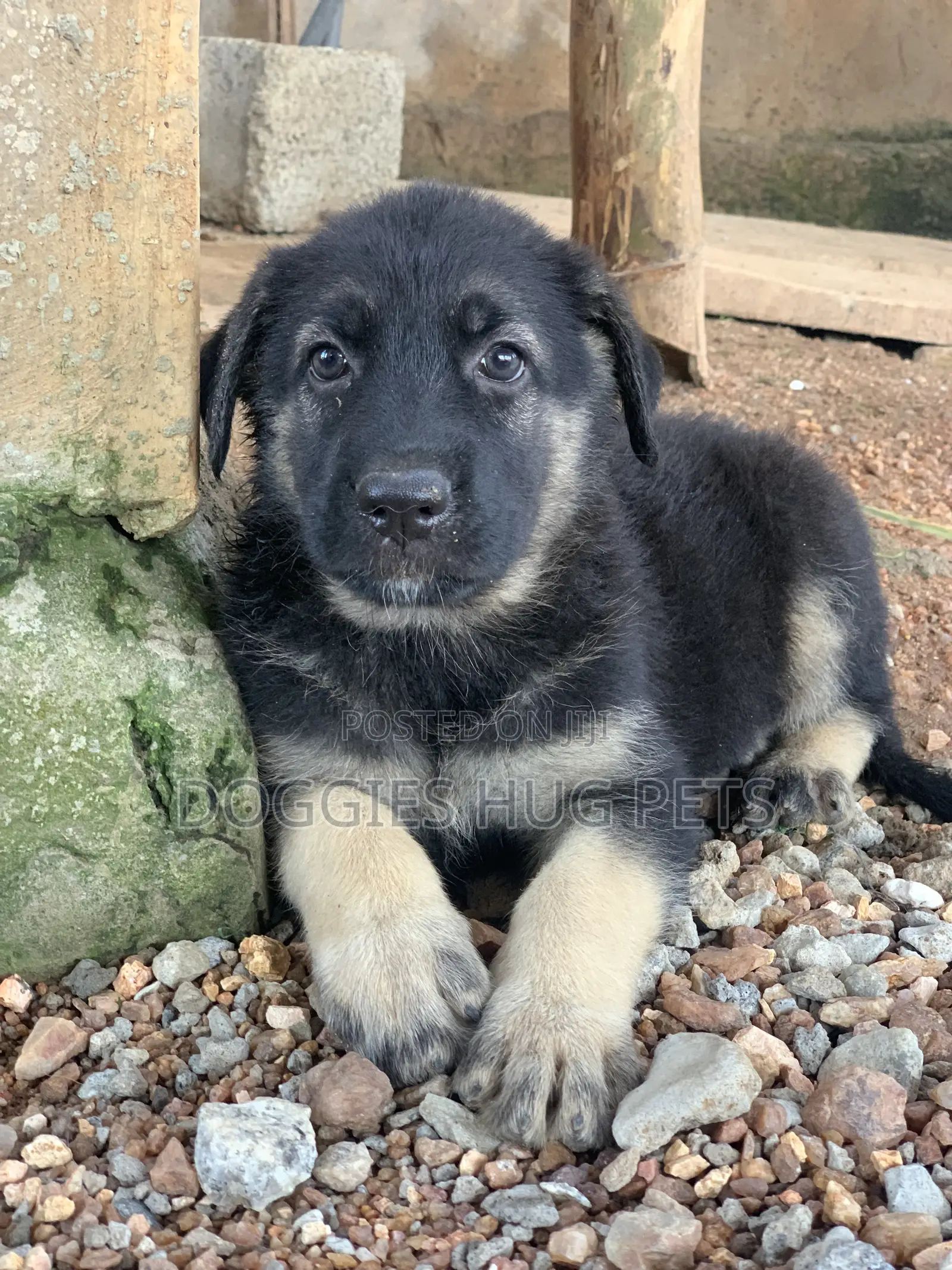 1-3 months Female Purebred German Shepherd