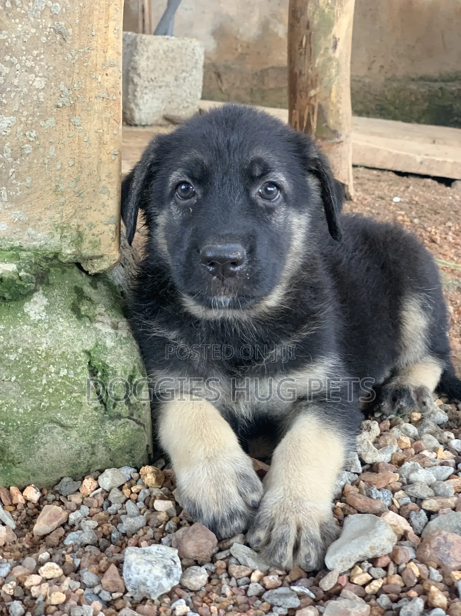 1-3 months Female Purebred German Shepherd