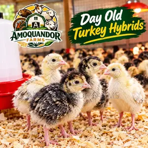 Day Old Hybrid Turkey Poults for Sale!