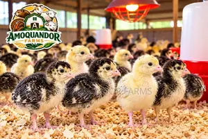 Day Old Hybrid Turkey Poults for Sale!