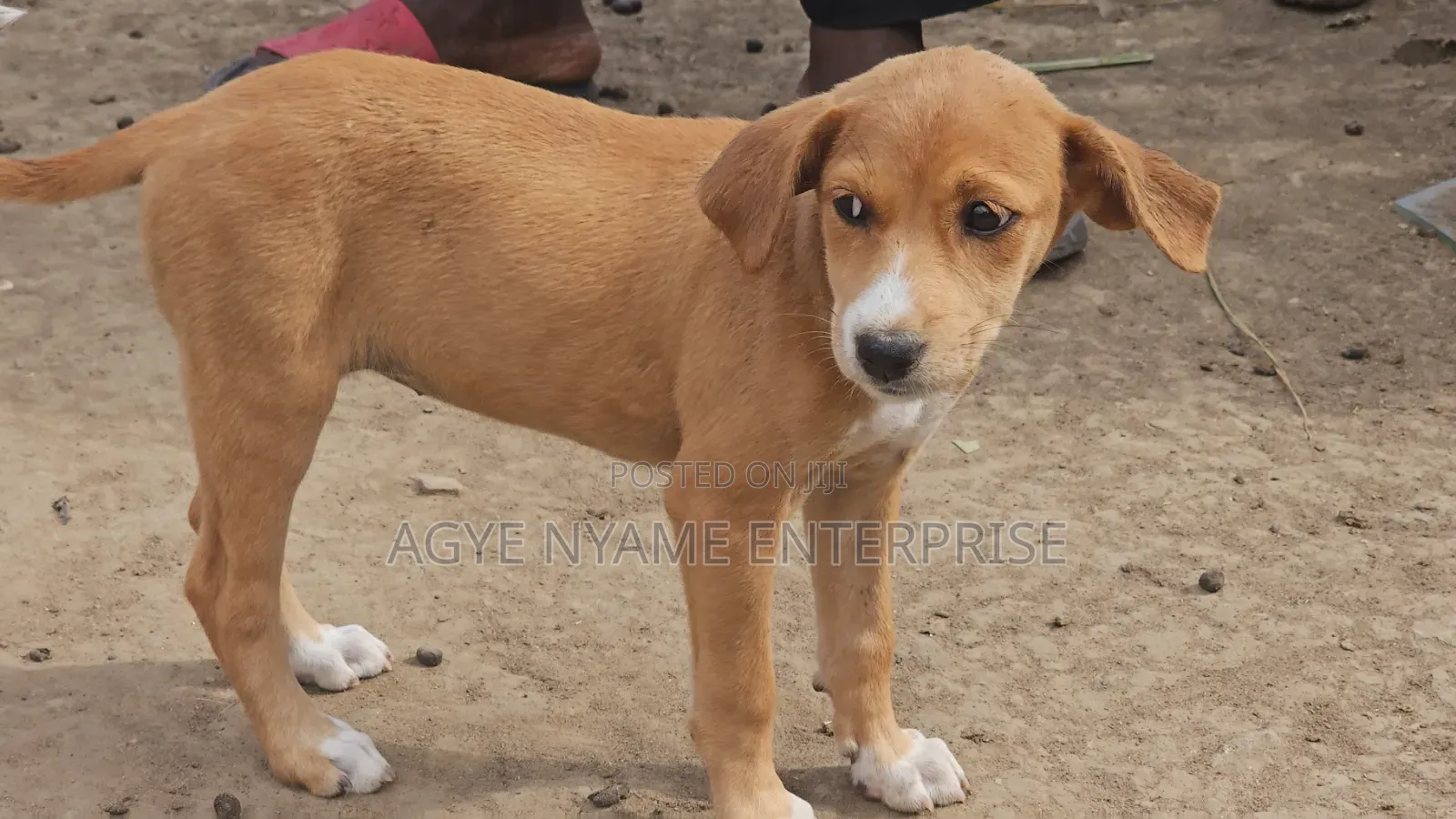 1-3 months Female Mixed Breed Dog
