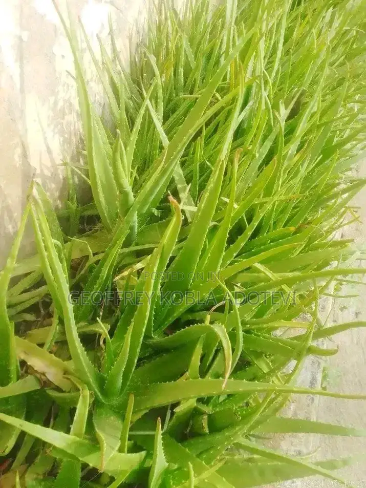 Fresh Matured Miracle Aloe Vera Plants./ Wholesale and Retail Prices