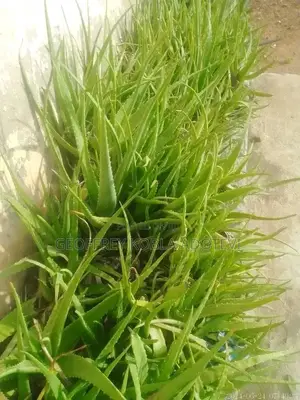 Fresh Matured Miracle Aloe Vera Plants./ Wholesale and Retail Prices