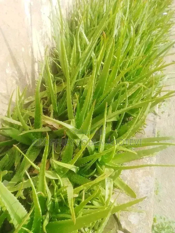 Fresh Matured Miracle Aloe Vera Plants./ Wholesale and Retail Prices