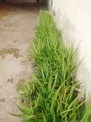 Fresh Matured Miracle Aloe Vera Plants./ Wholesale and Retail Prices