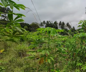CENTRAL REGION, (AGONA SWEDRU) _ 200+ Acres Farmland