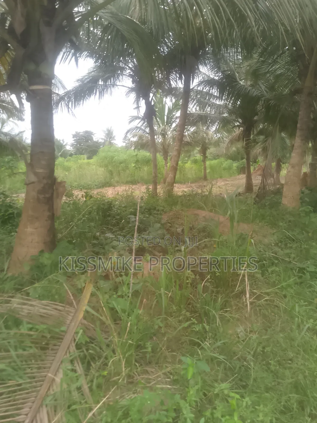 Farmland for Sale at Adeiso