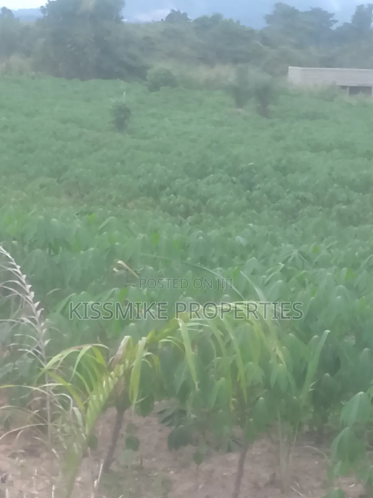 Farmland for Sale at Adeiso