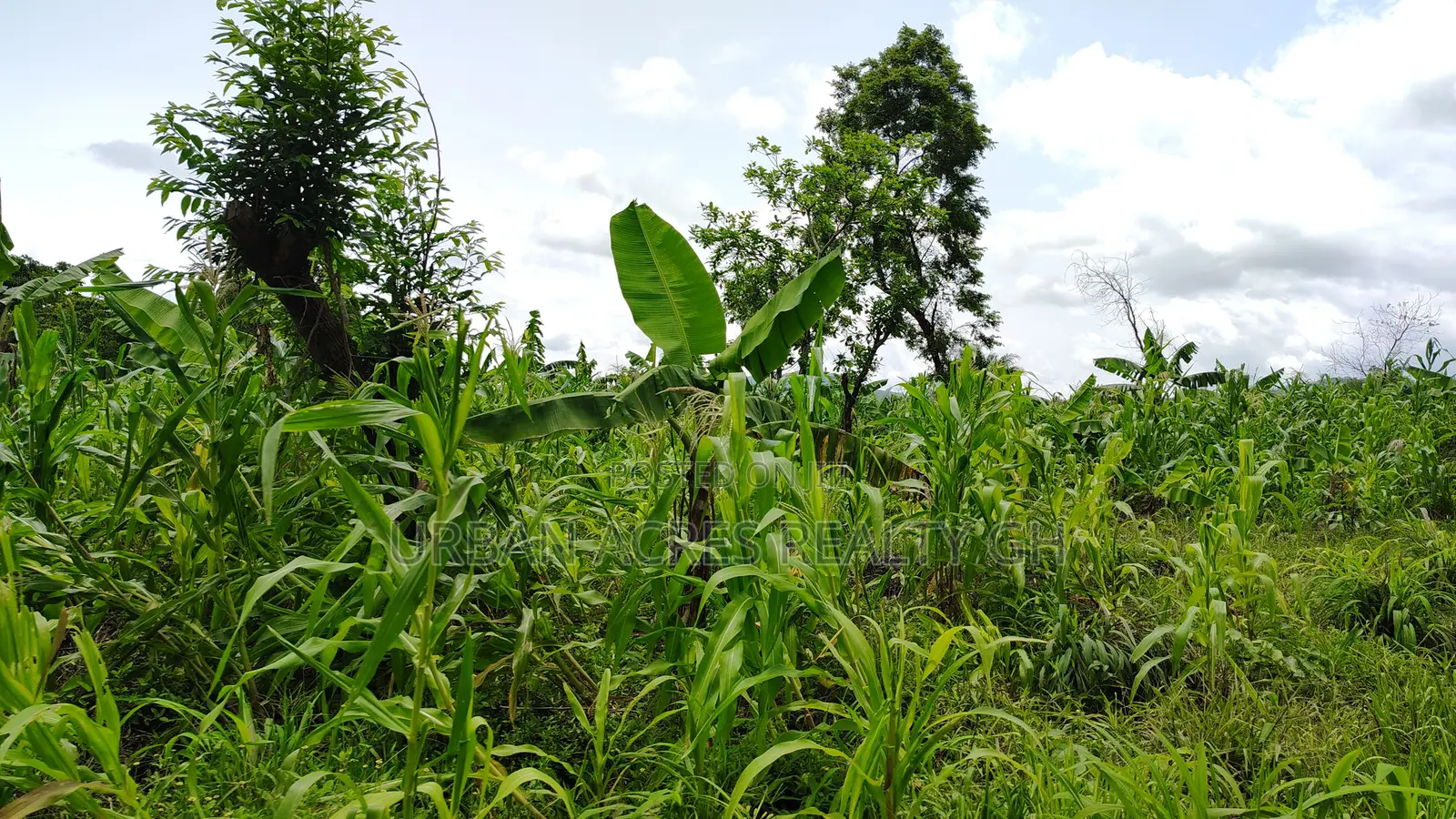 VOLTA REGION, AGORTIME (ZIOPE) _ 200+ Acres Farmland