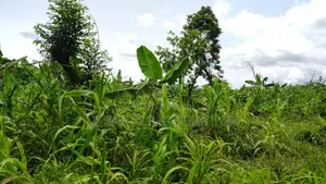 VOLTA REGION, AGORTIME (ZIOPE) _ 200+ Acres Farmland