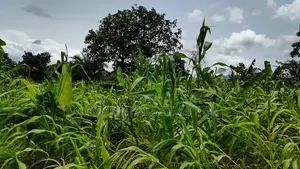 VOLTA REGION, AGORTIME (ZIOPE) _ 200+ Acres Farmland