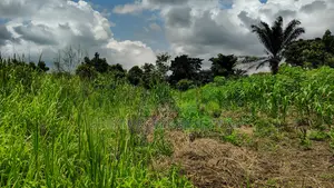 VOLTA REGION, AGORTIME (ZIOPE) _ 200+ Acres Farmland