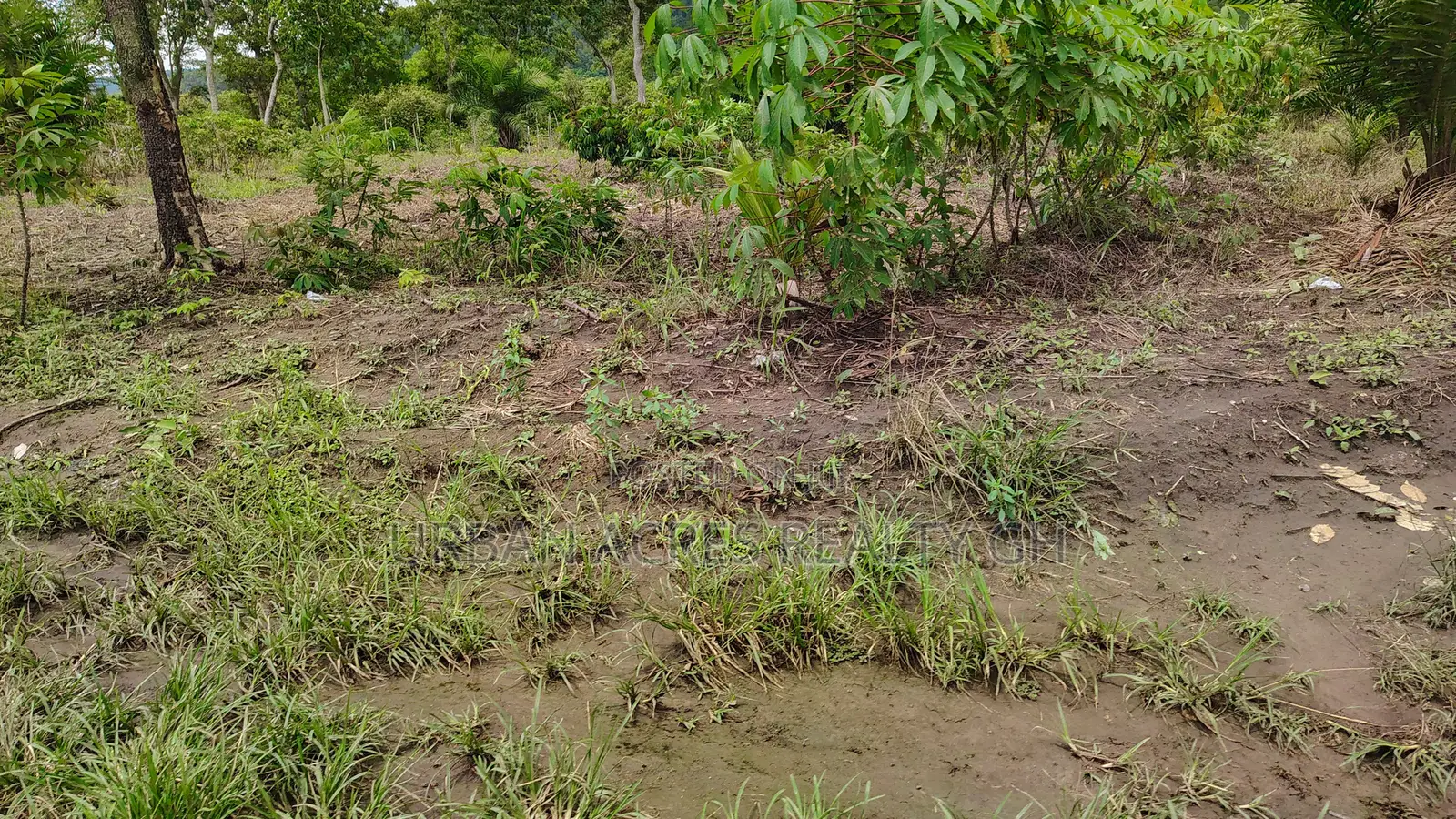 VOLTA REGION, AGORTIME (ZIOPE) _ 200+ Acres Farmland