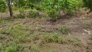 VOLTA REGION, AGORTIME (ZIOPE) _ 200+ Acres Farmland