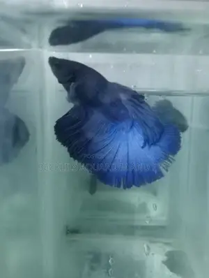 Full Moon Betta Fish