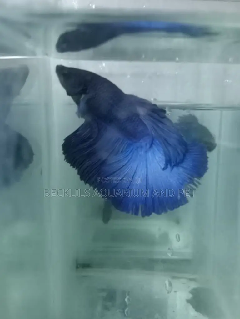 Full Moon Betta Fish