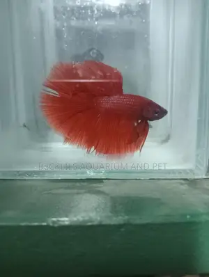 Full Moon Betta Fish