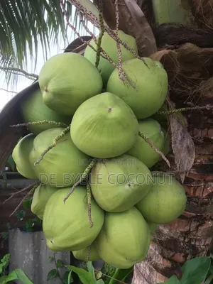 Fresh Coconut Delivery Service