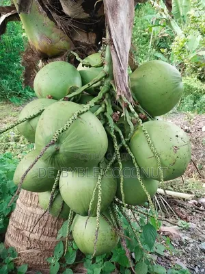 Fresh Coconut Delivery Service