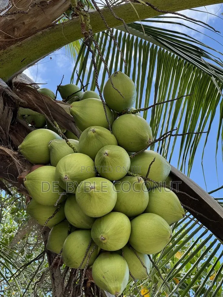 Fresh Coconut Delivery Service