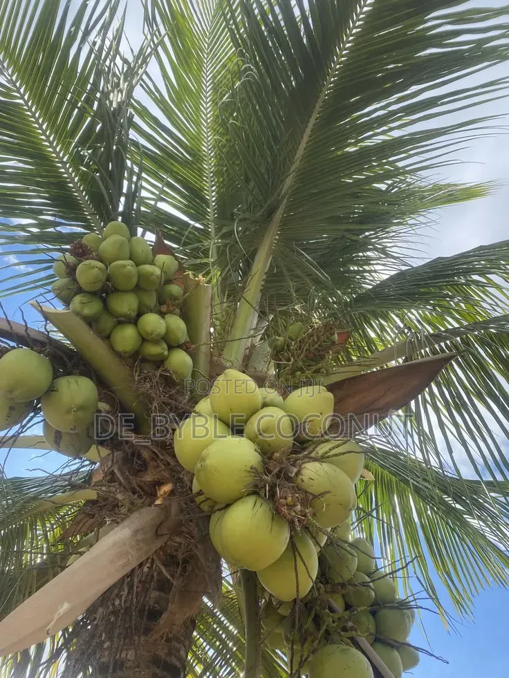 Fresh Coconut Delivery Service