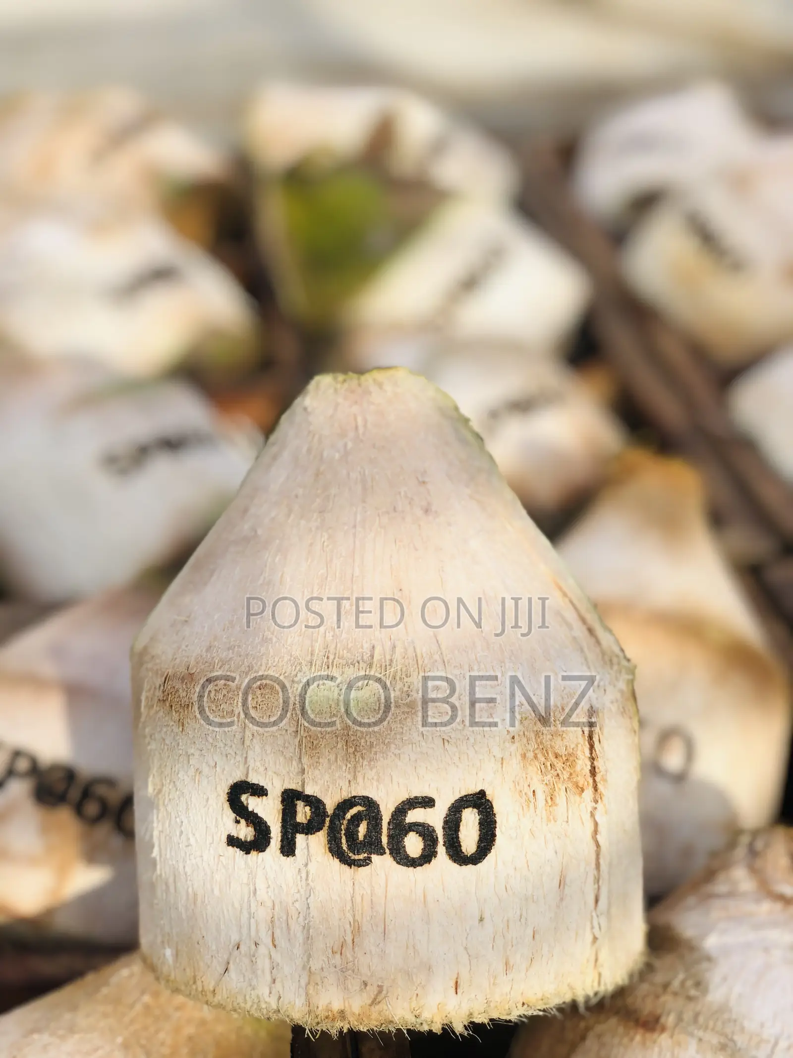 Premium Branded Fresh Coconuts