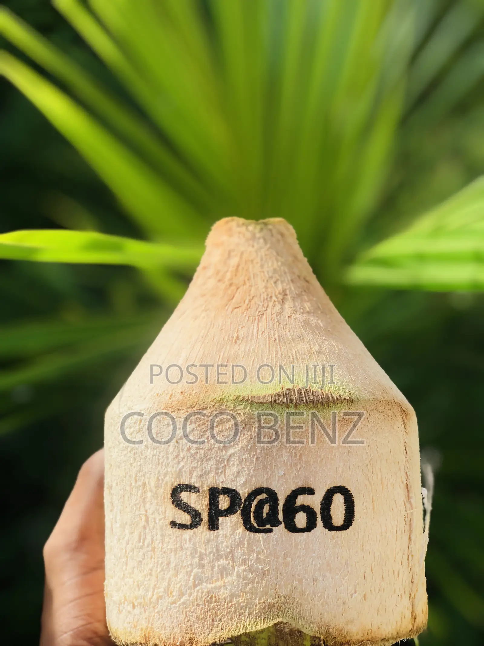 Premium Branded Fresh Coconuts
