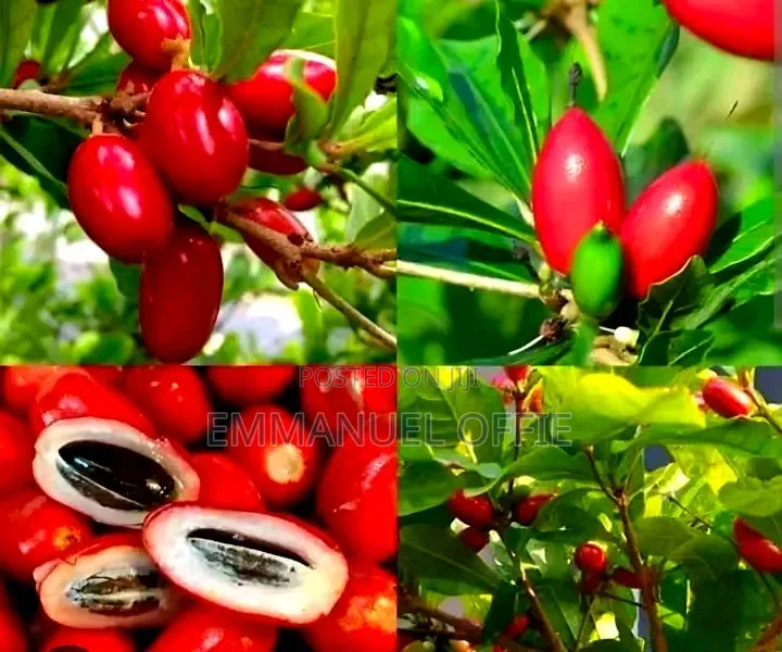 Miracle Berry Seedlings