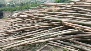 Bamboo Skyfall