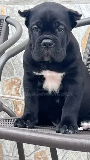 1-3 months Male Purebred Cane Corso