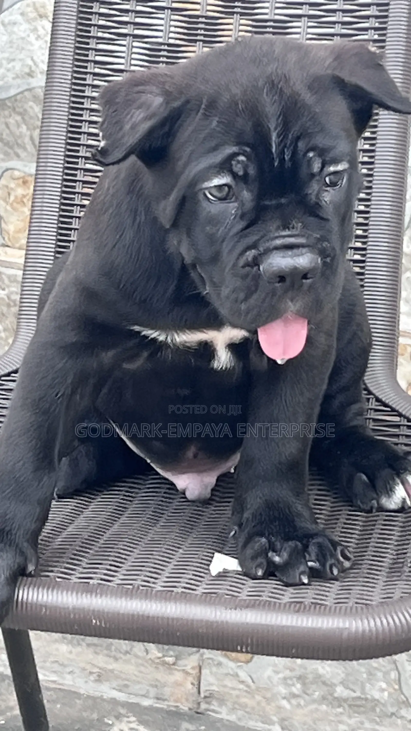 1-3 months Male Purebred Cane Corso