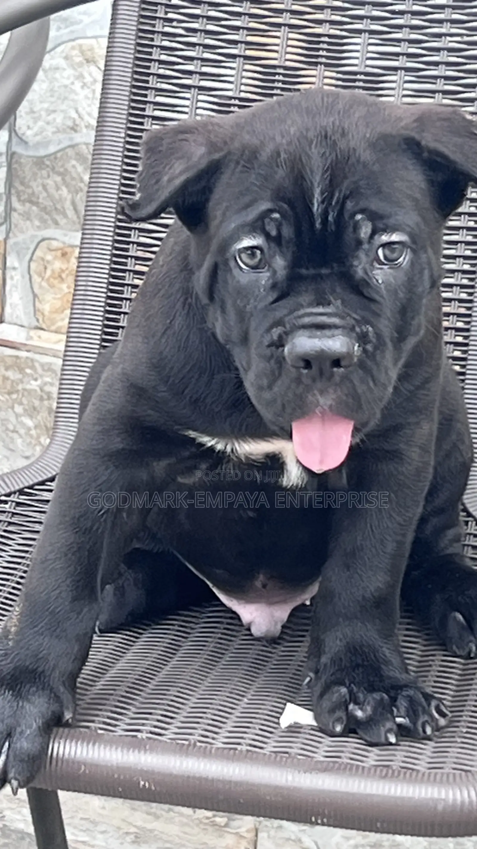 1-3 months Male Purebred Cane Corso