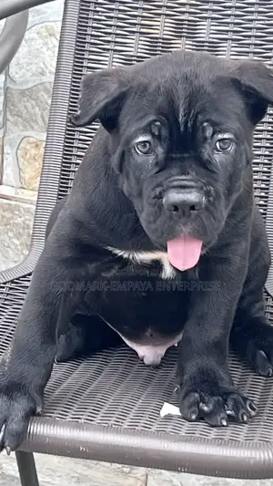 1-3 months Male Purebred Cane Corso