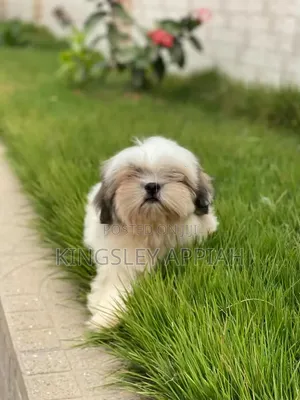 1-3 months Male Purebred Shih Tzu