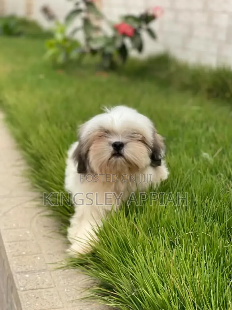 1-3 months Male Purebred Shih Tzu