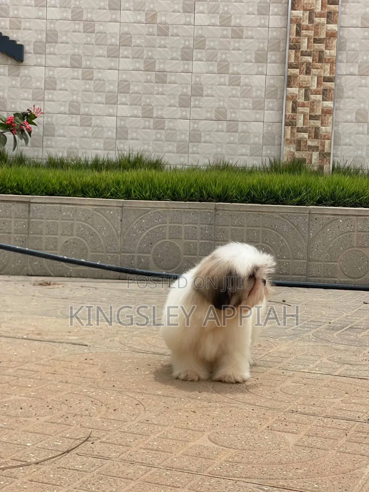 1-3 months Male Purebred Shih Tzu