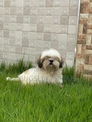 1-3 months Male Purebred Shih Tzu