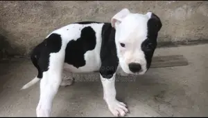 3-6 months Male Purebred American Pit Bull Terrier