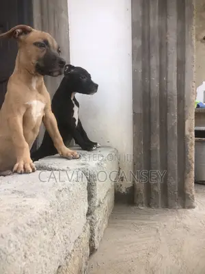 3-6 months Female Purebred American Pit Bull Terrier
