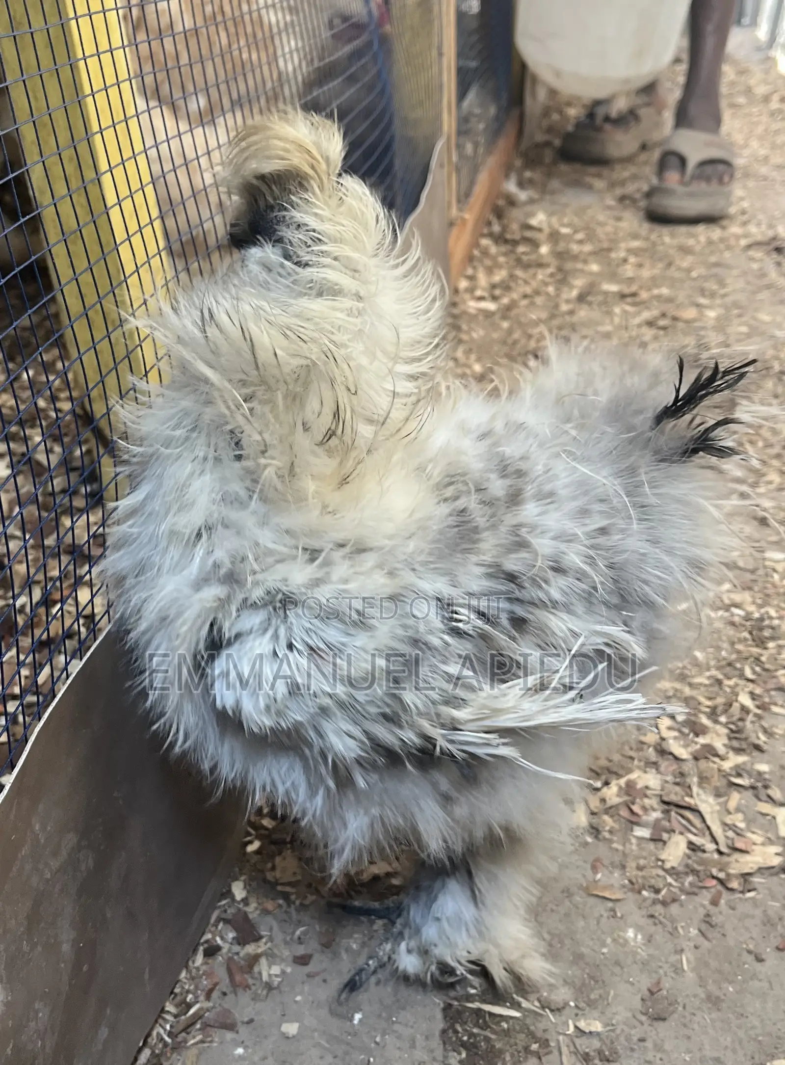 Silkie Chicken