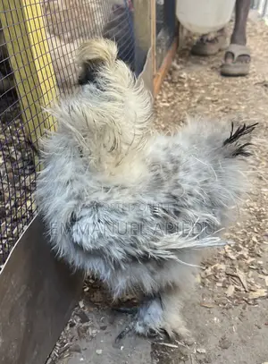 Silkie Chicken