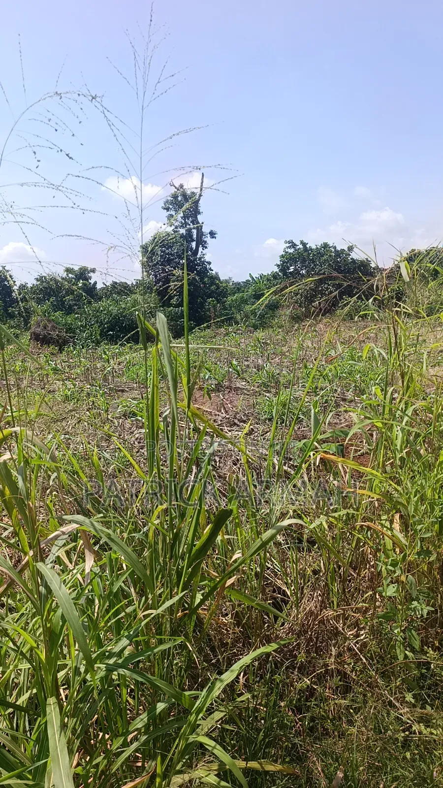 Litigation Free Land Available at Esaase- Bokankye