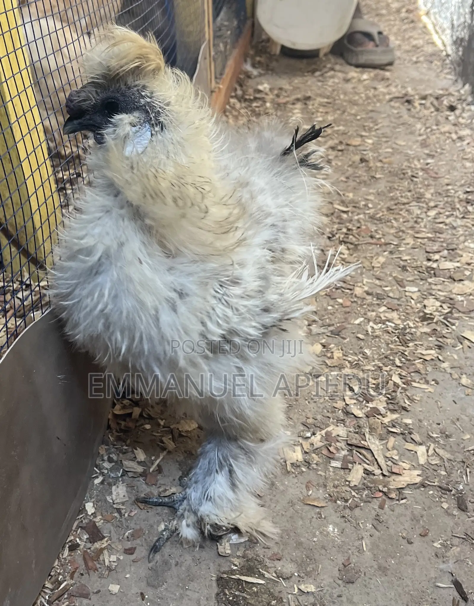 Silkie Chicken