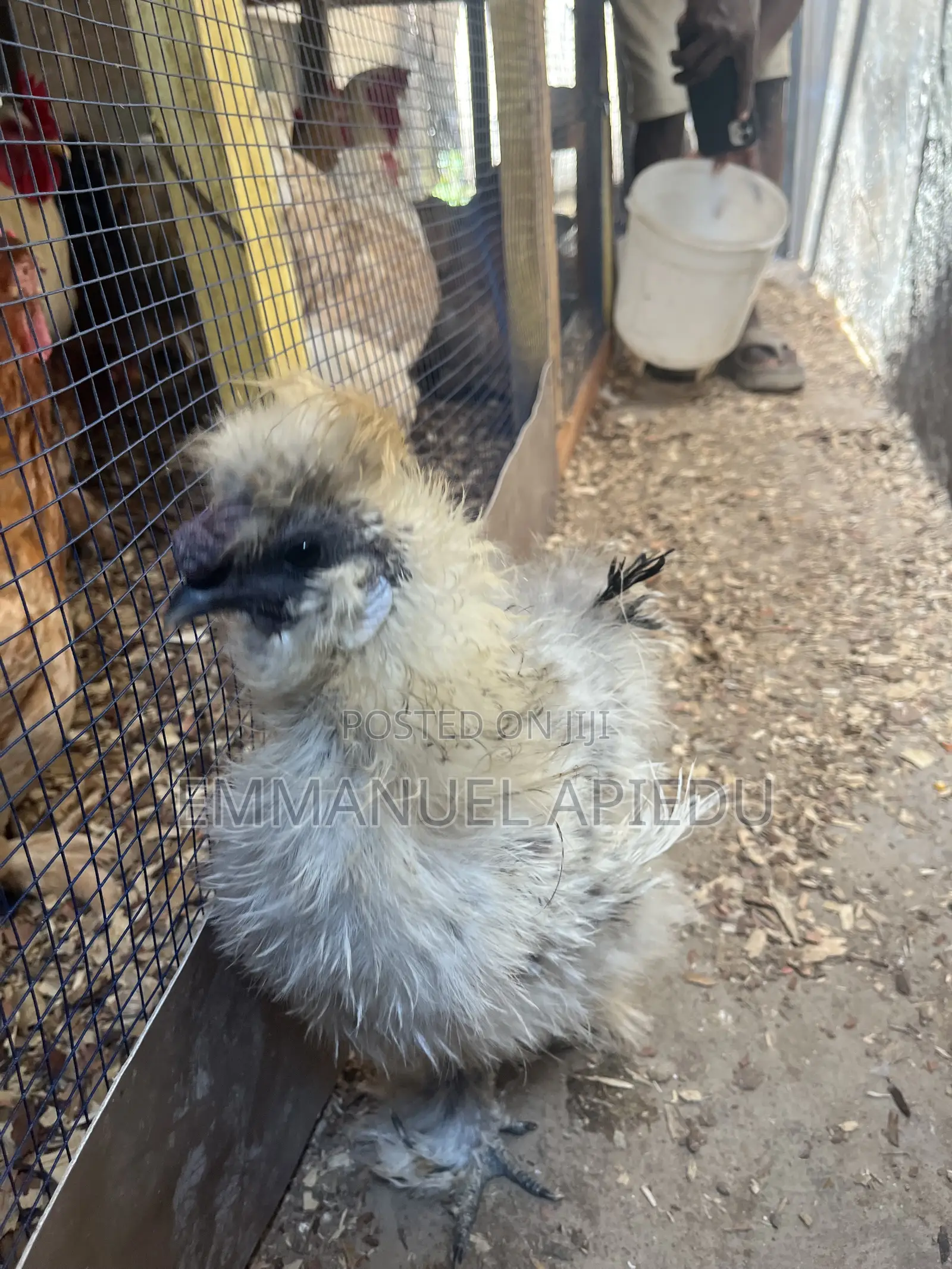 Silkie Chicken