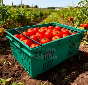 Fresh Tomatoes