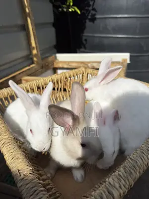 Cute Bunnies