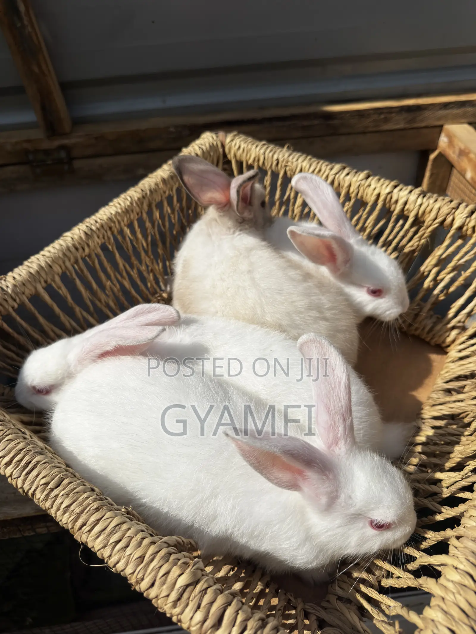 Cute Bunnies