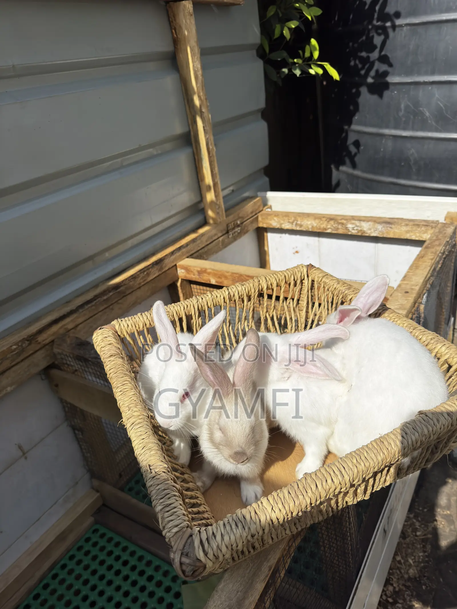 Cute Bunnies