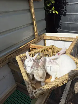 Cute Bunnies