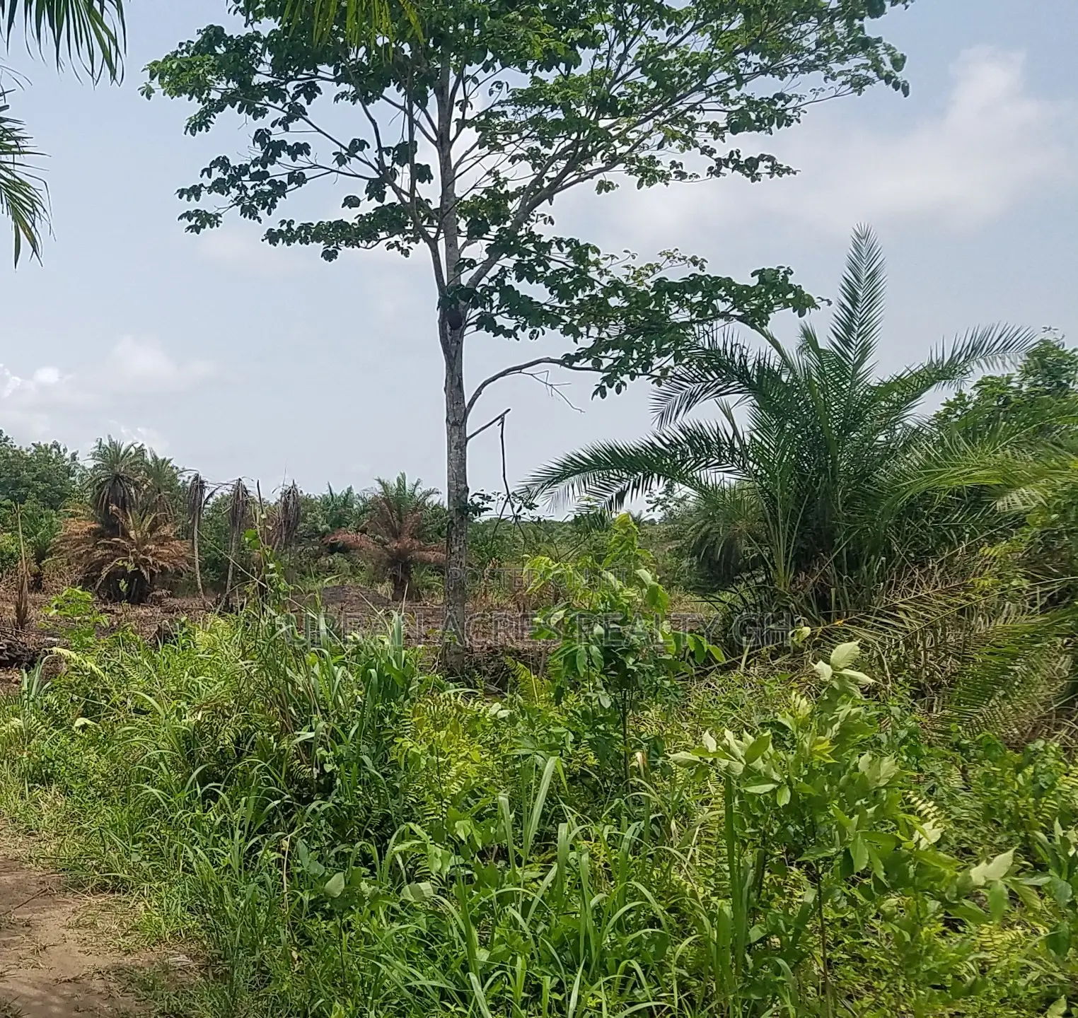 CENTRAL REGN, ELMINA (ATAABADZE) _ 60 Acres Farmland
